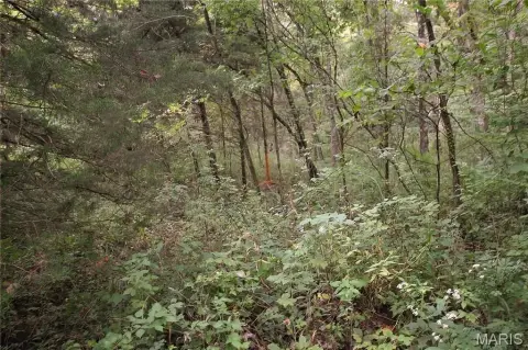 Wooded Land Tract