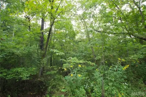 Wooded Agricultural Land