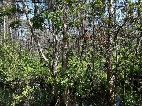 Vacant Land in Fort Pierce