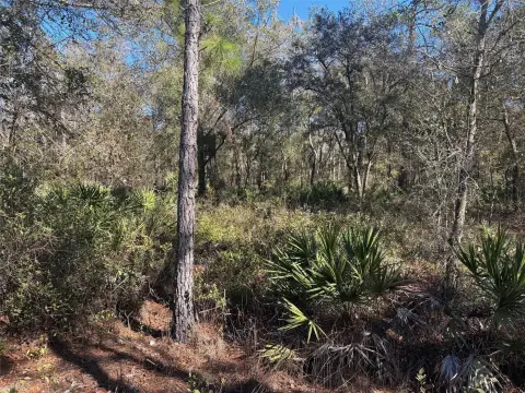 Rancho Bonito Wooded Land