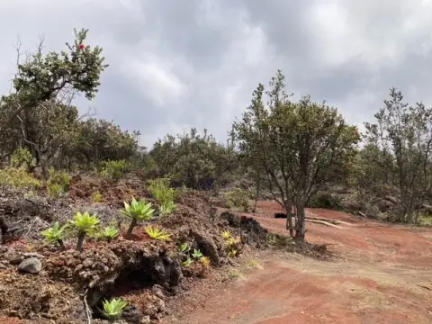 Two Acre Parcel in Ocean View