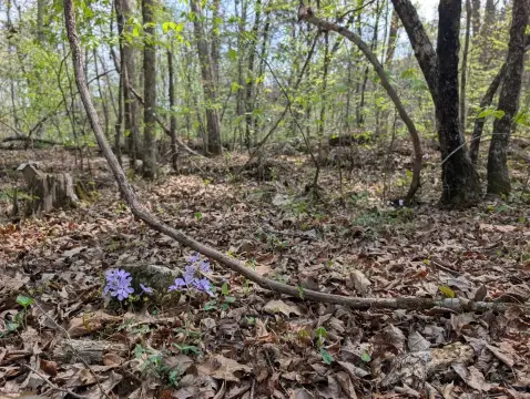 Wooded Acreage in Smoke Rise