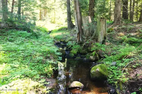 Wooded Mountain Land