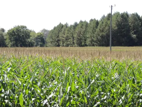 Partially Wooded Agricultural Land