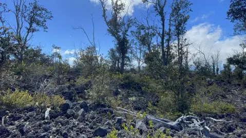 Ocean View Wooded Land Parcel