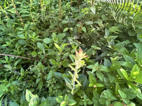 Corner Lot in Nanawale Estates