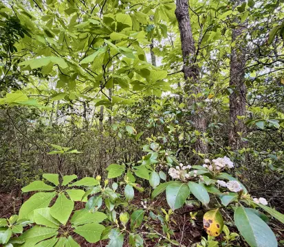 Gatlinburg Land Double Lot Opportunity