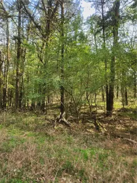 Ozark, AR Wooded Land