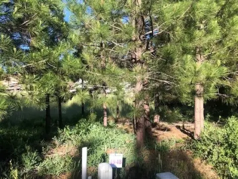 Land in McCloud Meadow Ranch