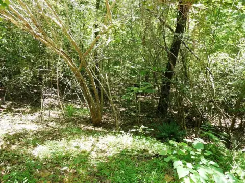 Unrestricted Land Near Lewis Smith