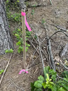 Glenwood Acreage Ready For Development