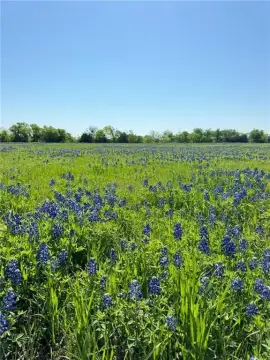 5.01 Acres in Penelope, TX