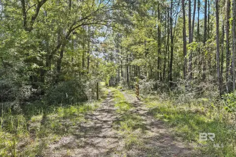 Wooded Land with Reedy Branch