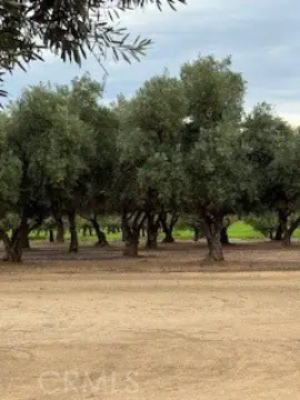 Residential Parcel with Mini Orchard