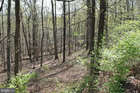 Wooded Lot Near Front Royal