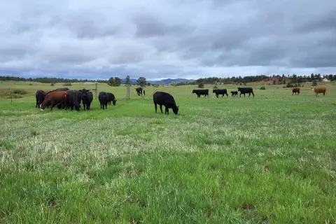 South Dakota Ranch Near Elk Mountain