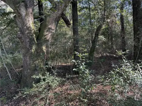 Mobile, AL Wooded Land