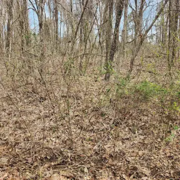Wooded Residential Lot