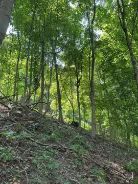 Vacant Acreage Homesite Parcel