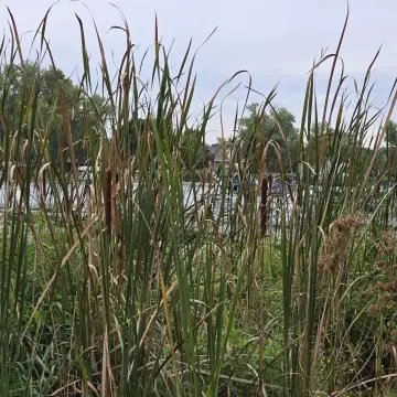 Waterfront Residential Land