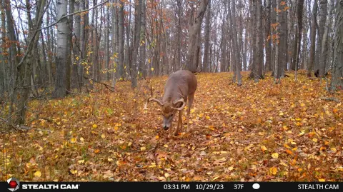 Wooded Hunting Land with UTV Trail