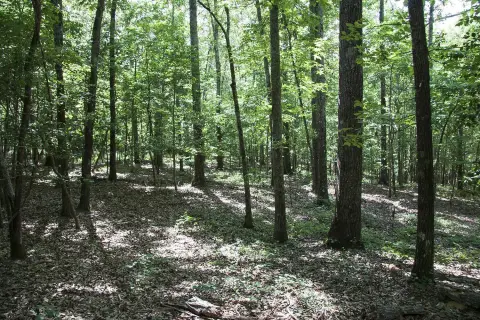 Hephzibah Land For Sale