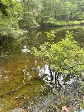 Wooded Land with Water Pond