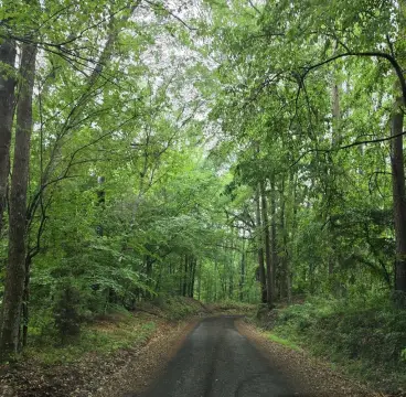 Rayburn Ranch Wooded Acreage