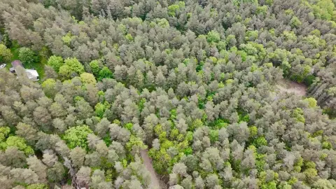 Franklinville Vacant Wooded Land