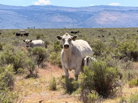 Fenced Grazing Land with Corrals