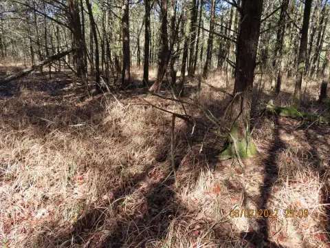 Wooded Hunting Land