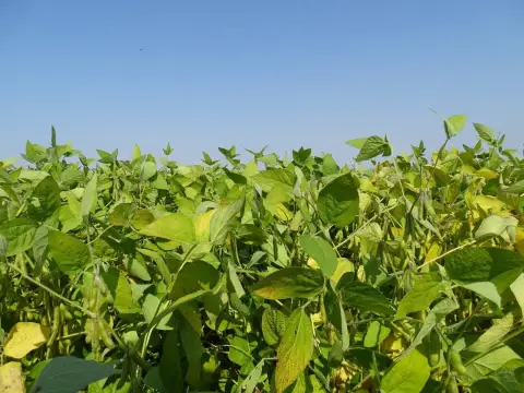 Agricultural Land with Crop Acres