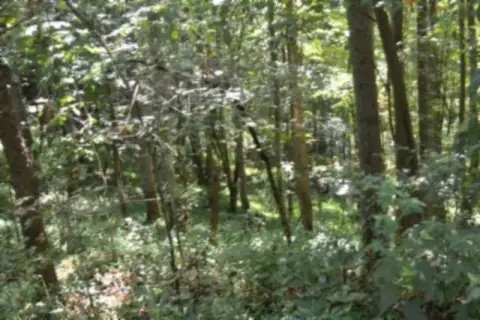 Wooded Hunting Land with Timber