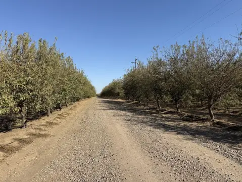 Almond Orchard Farm