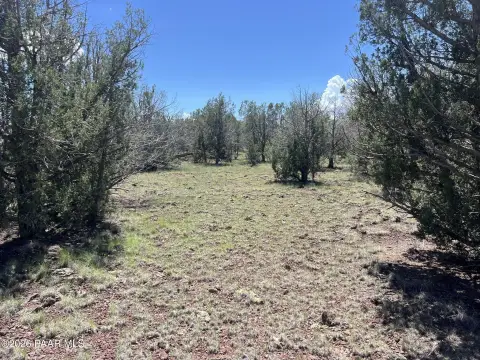 Juniper-Covered Land Parcel