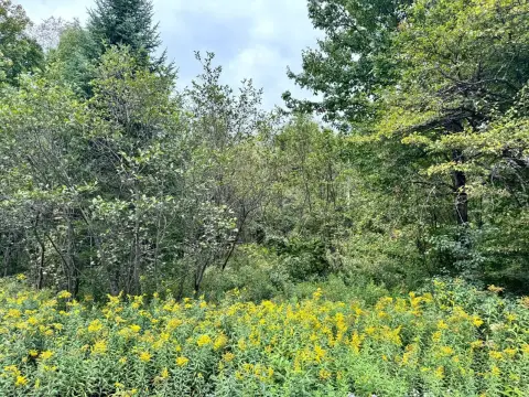 Wooded Recreation Land