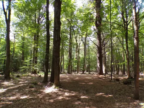 Wooded Waterfront Development Site