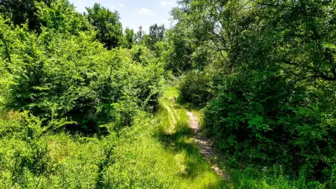Glover, OK - Wooded Land