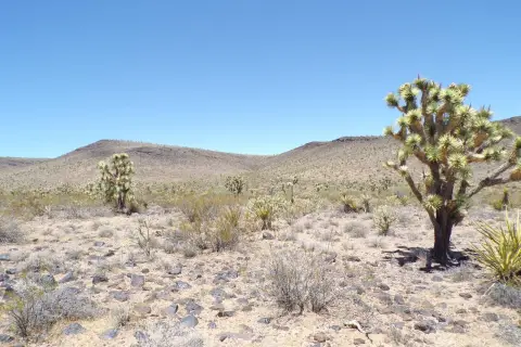 Dolan Springs Vacant Land