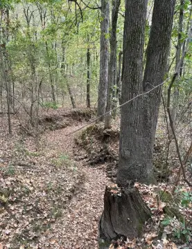 Wooded Acreage in Bono, Arkansas