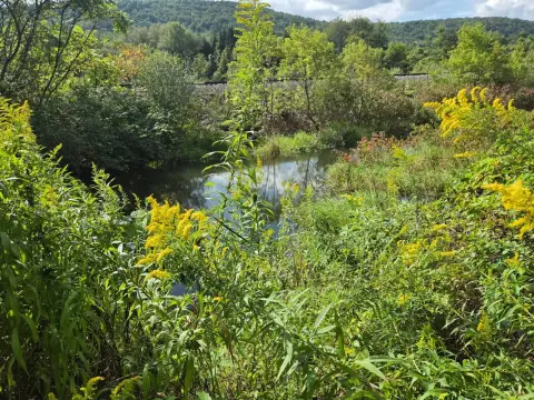 Wooded Hunting Land