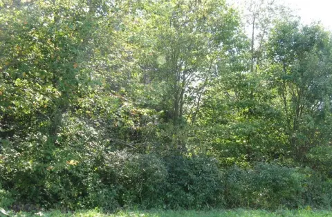 Wooded Parcel in Edinboro, PA