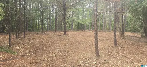 Unrestricted Timber and Stream Land