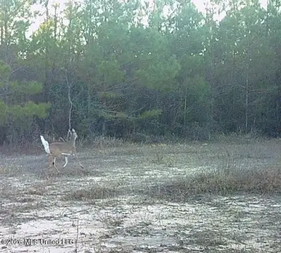 40 Acres Recreational Hunting Land