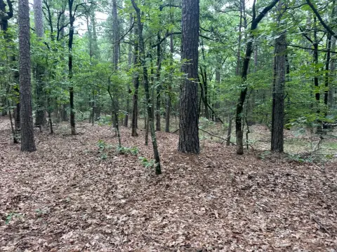 Wooded Recreation Land Tract