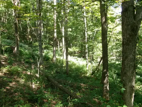 Forested Hunting Land with Pond