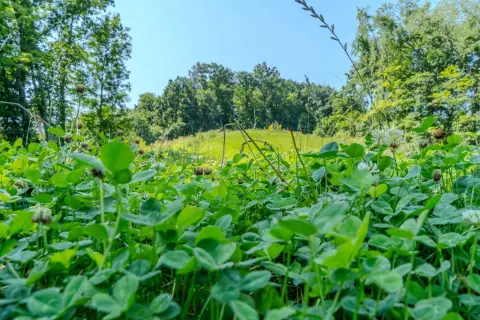 Hunting Land with Food Plots