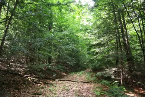 Wooded Recreation Land with Stream