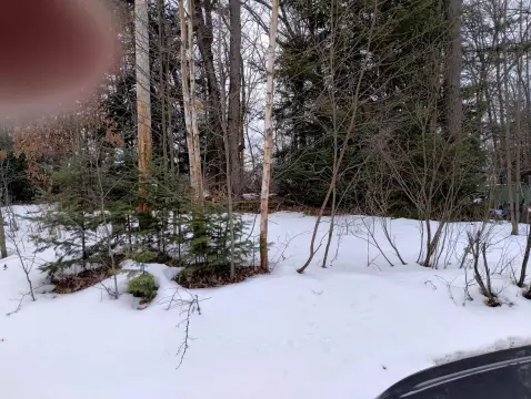 Vacant Land Near Bertha Lake