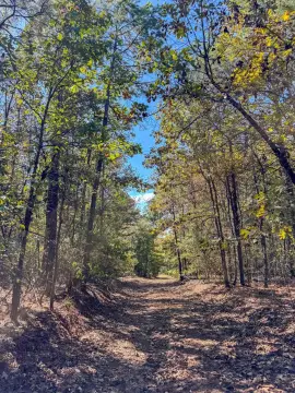 Timbered Hunting Tract